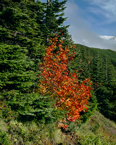 "Mt Hood - October", Sandy River