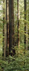Early Morning Redwoods II, Carlotta, California