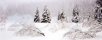 Fresh Snow, Government Camp, Oregon