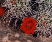 Hedgehog Cactus Blossoms, Moab, Utah