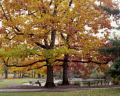 Morning in the Park I, Portland, Oregon