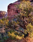 Sedona Vortex, Sedona, Arizona