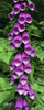 Foxglove , Neskowin, Oregon