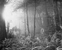 Light in the Forest, Black & White, Carlotta, California