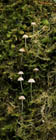 Mushrooms, Silverton, Oregon